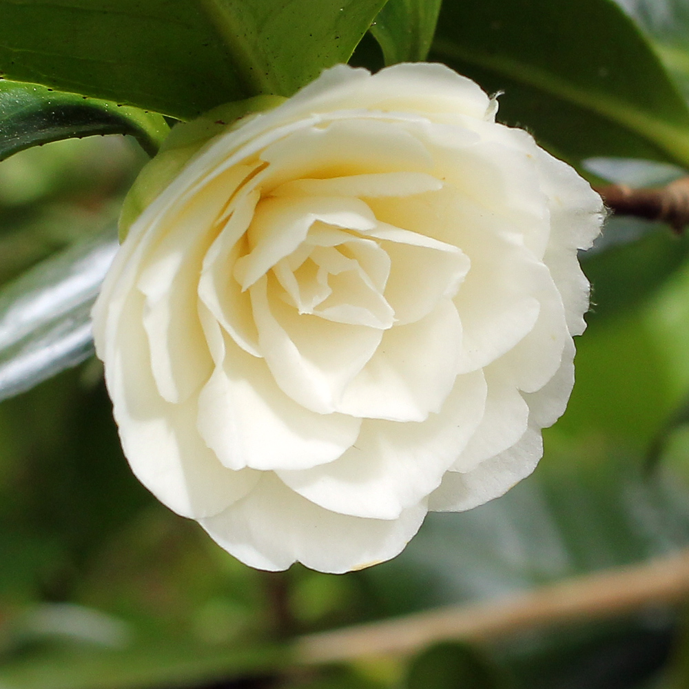Camellia japonica 'Dahlonega'