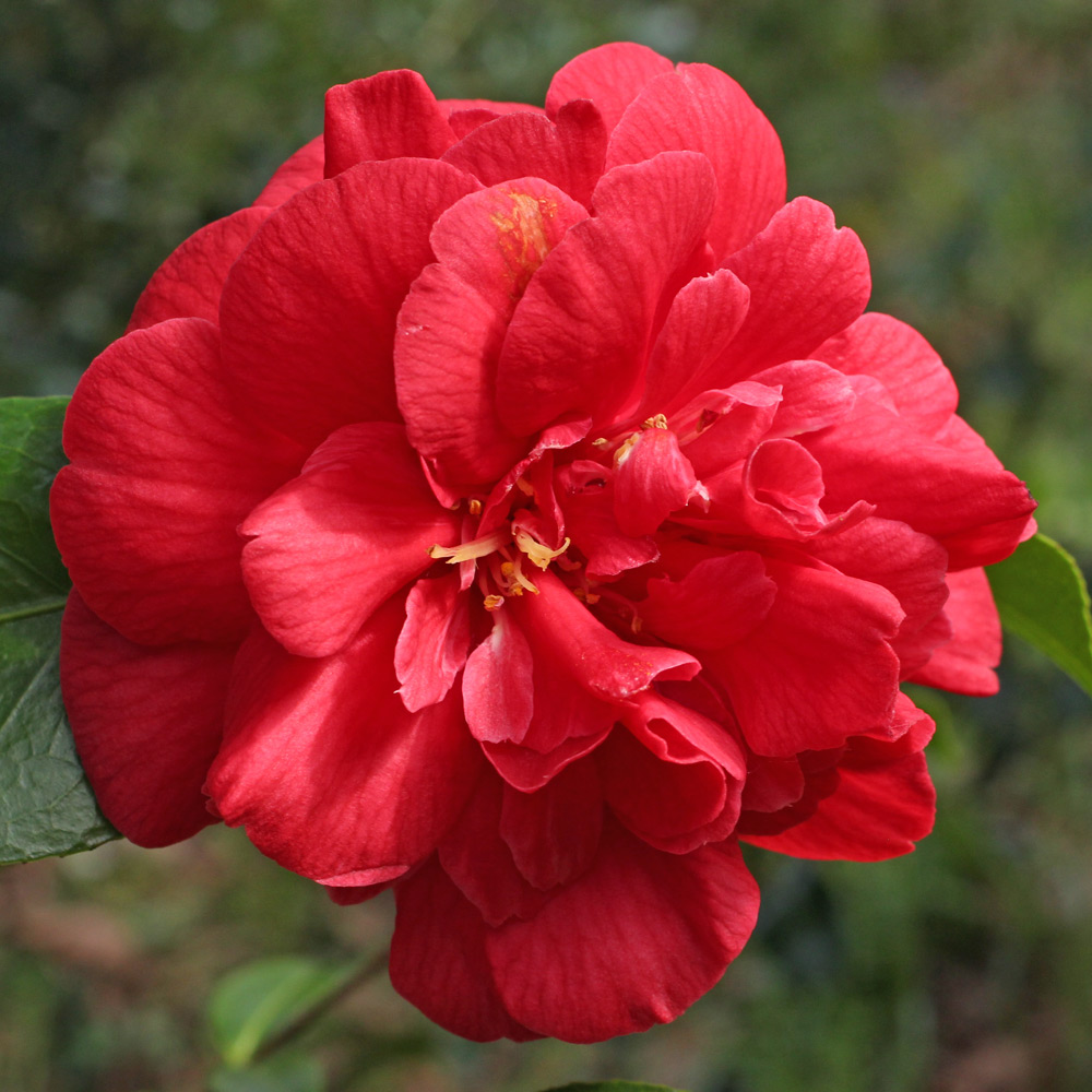 Camellia japonica 'Dixie Knight'