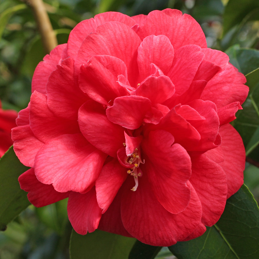 Camellia japonica 'Dixie Knight'