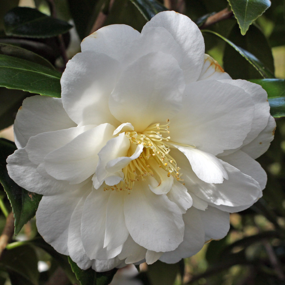Camellia japonica 'Edelweiss'