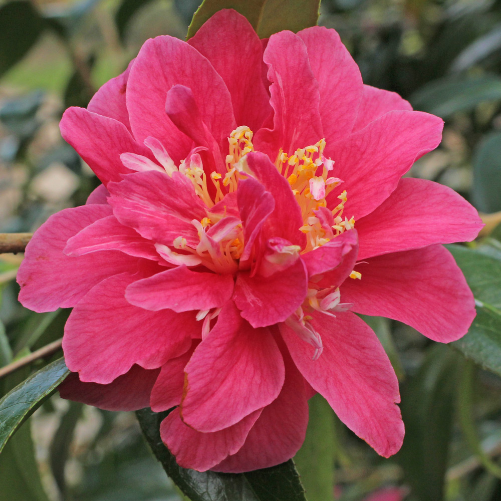Camellia japonica 'Eleanor Grant'