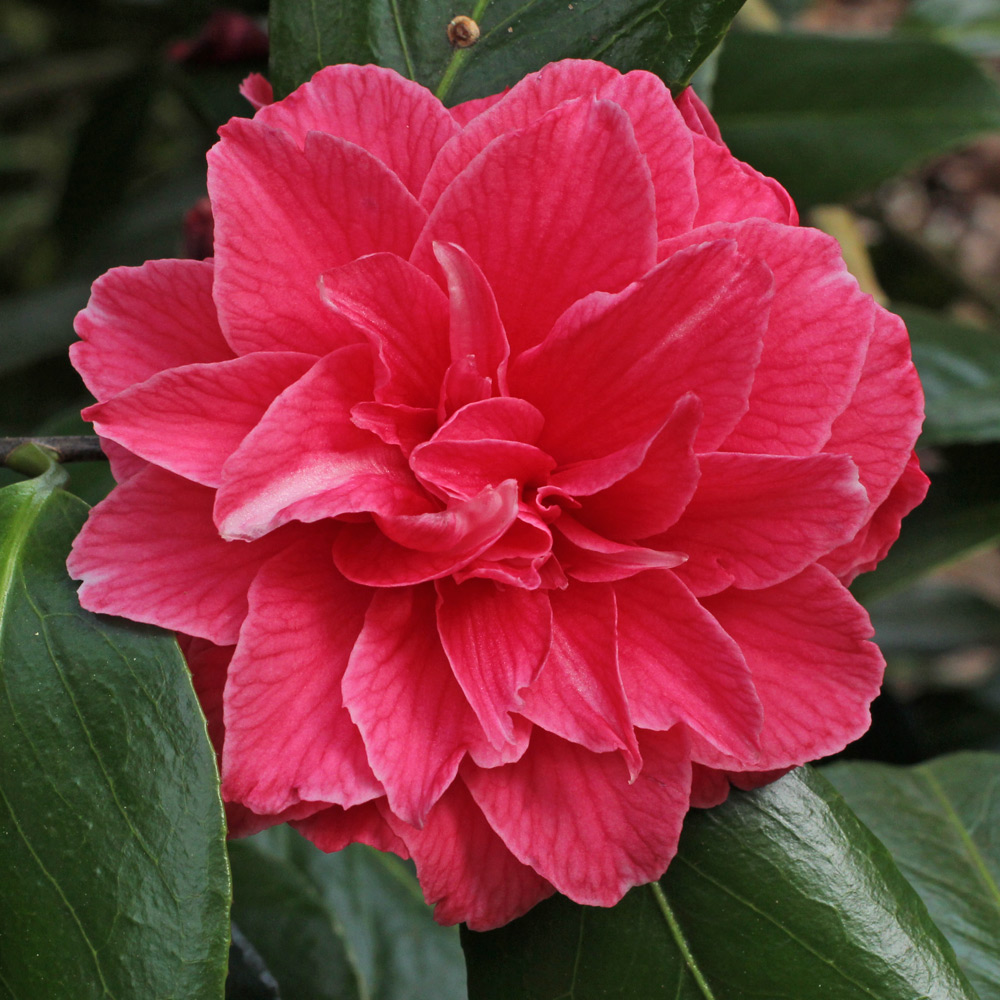 Camellia japonica 'Flowerwood'