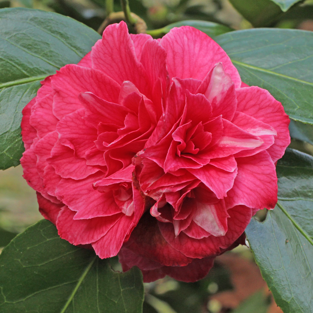 Camellia japonica 'Flowerwood'