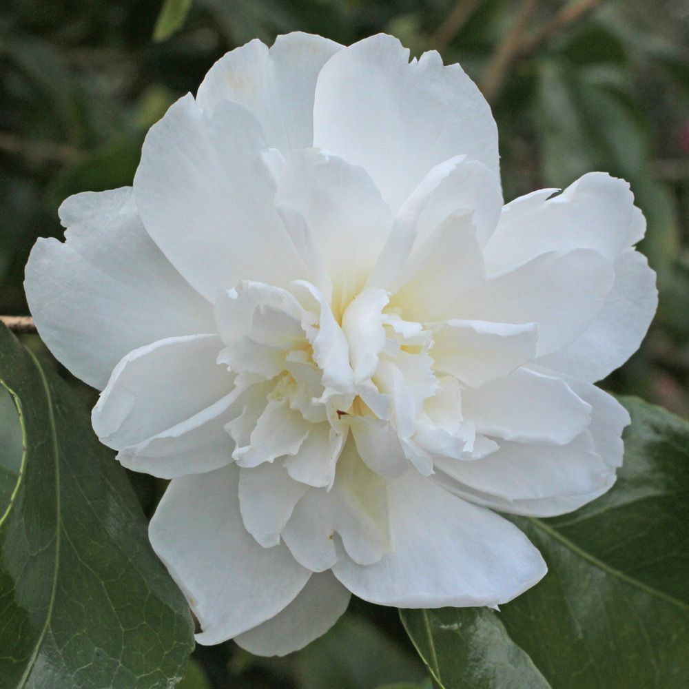 Camellia japonica 'Frosty Morn'