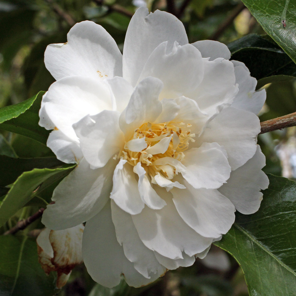 Camellia japonica 'Frosty Morn'