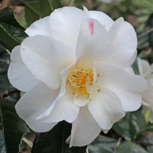 Camellia japonica 'Geisha Girl'
