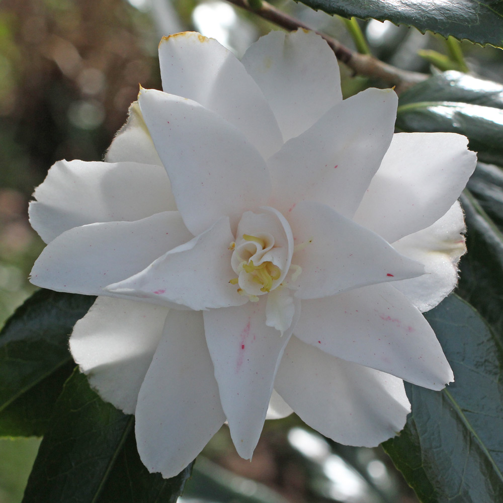 Camellia japonica 'Geisha Girl'