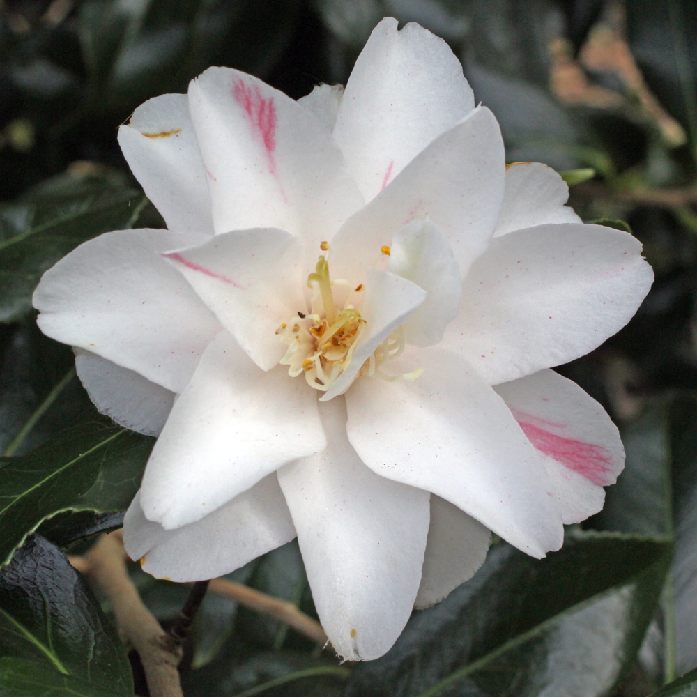 Camellia japonica 'Geisha Girl'