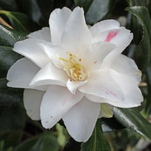 Camellia japonica 'Geisha Girl'