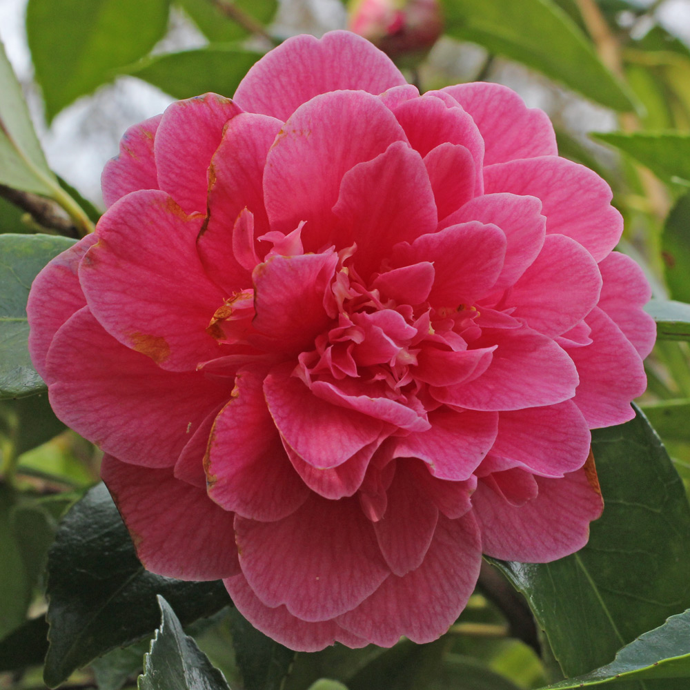 Camellia japonica 'H.A. Downing'