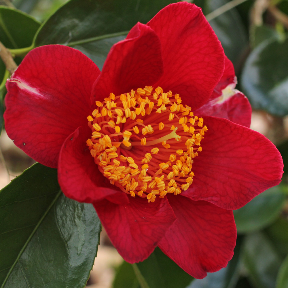 Camellia japonica 'Happy Higo'