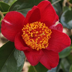 Camellia japonica 'Happy Higo'