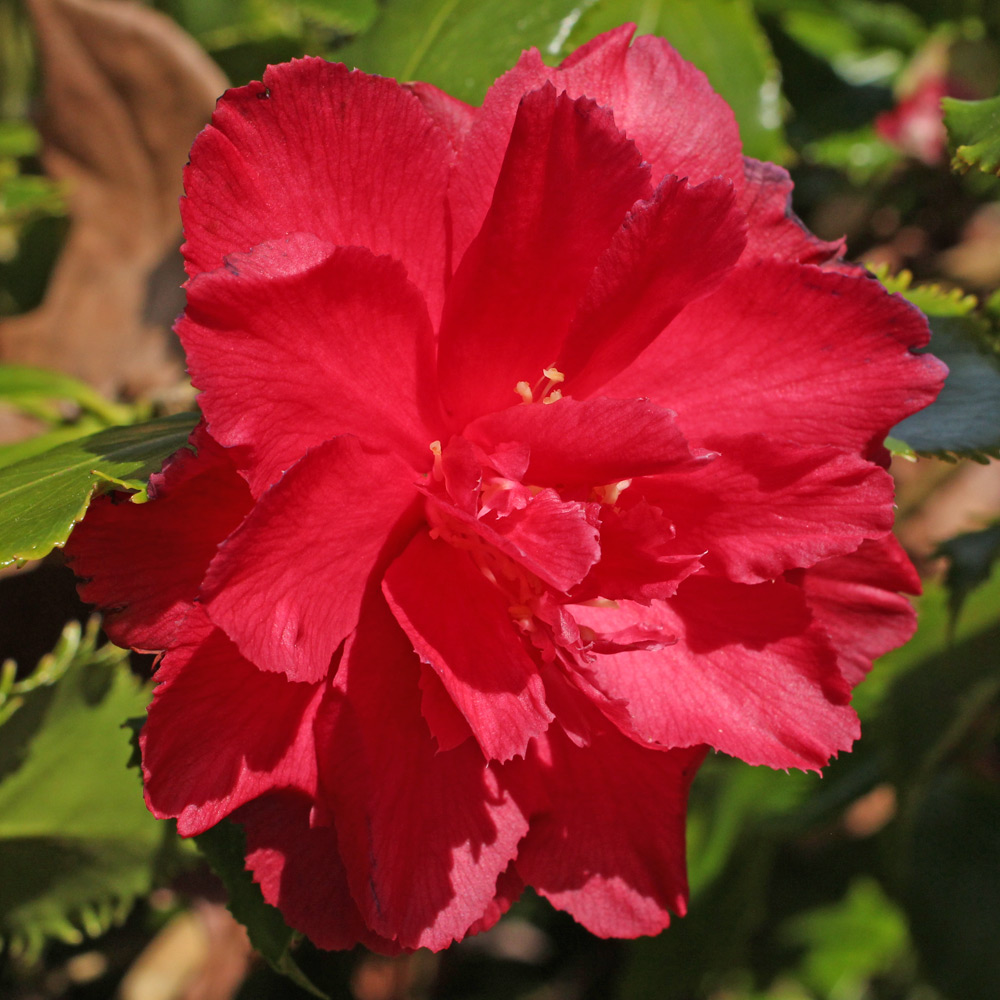 Camellia japonica 'Holly Bright'