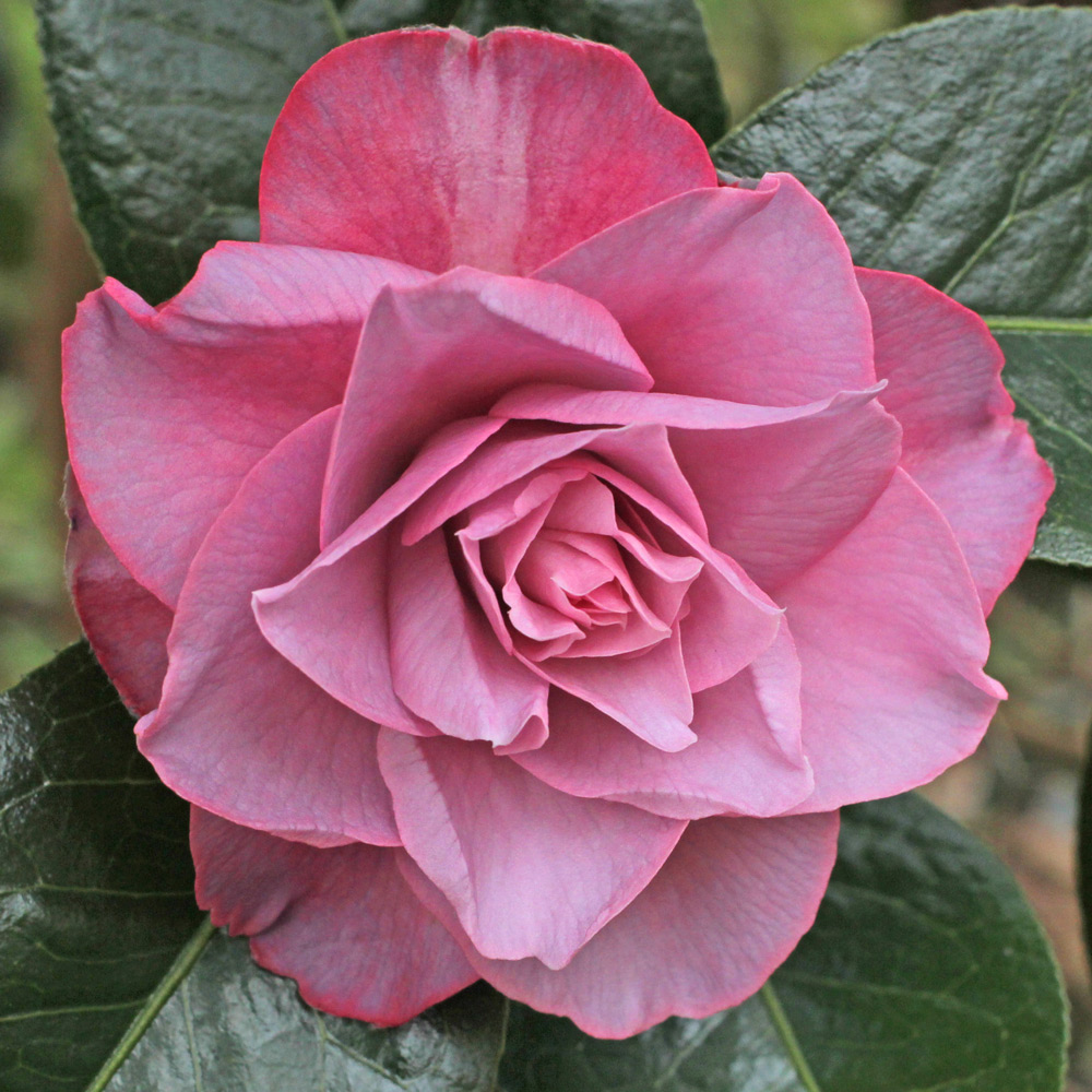 Camellia x williamsii 'Joe Nuccio'