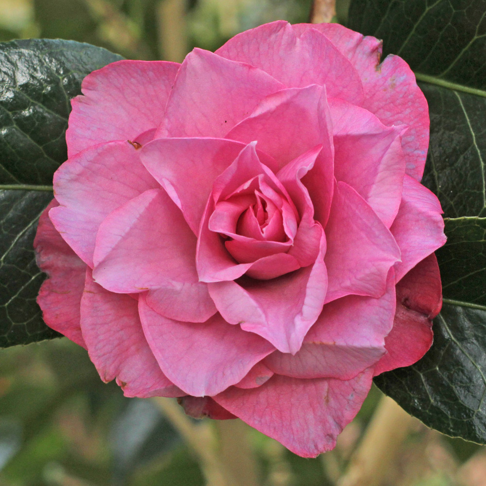 Camellia x williamsii 'Joe Nuccio'
