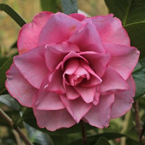 Camellia x williamsii 'Joe Nuccio'