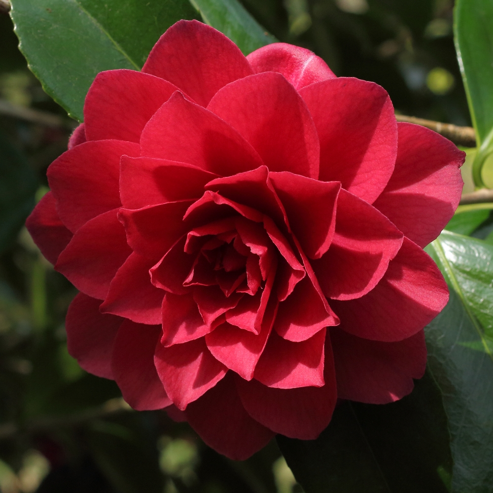 Camellia japonica 'Julia Drayton'