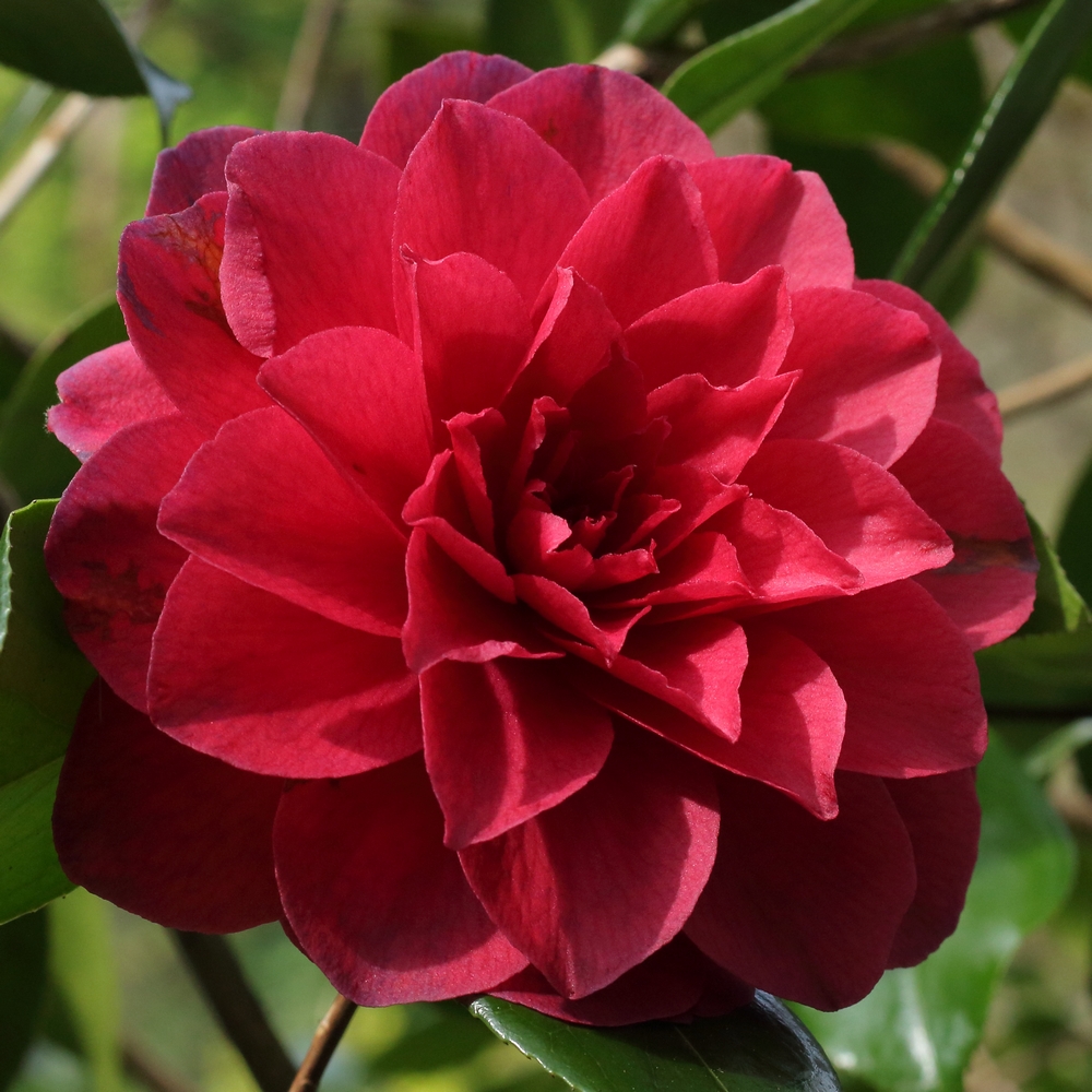 Camellia japonica 'Julia Drayton'