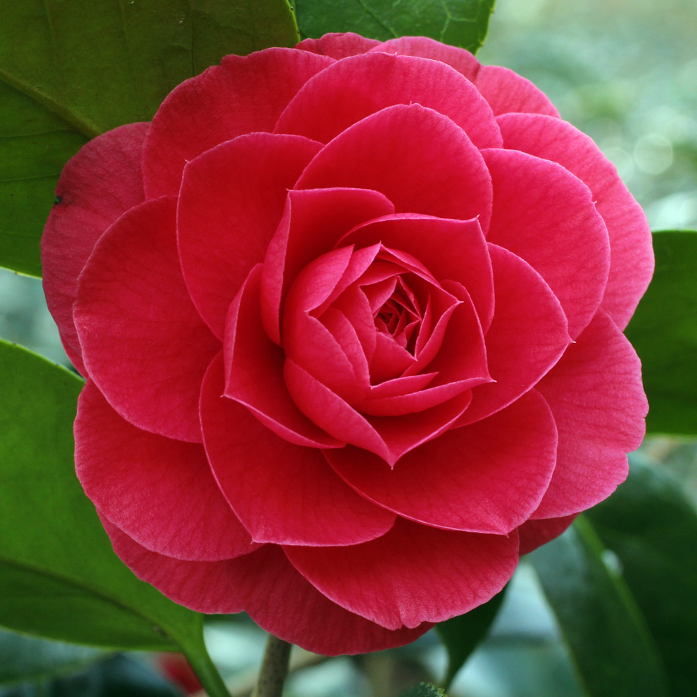 Camellia japonica 'Katherine Nuccio'