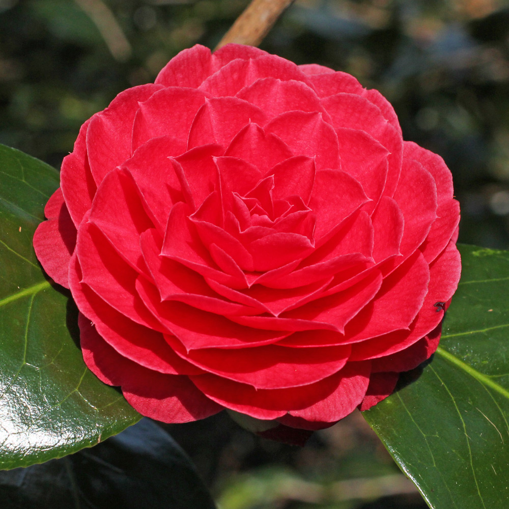 Camellia japonica 'Katherine Nuccio'
