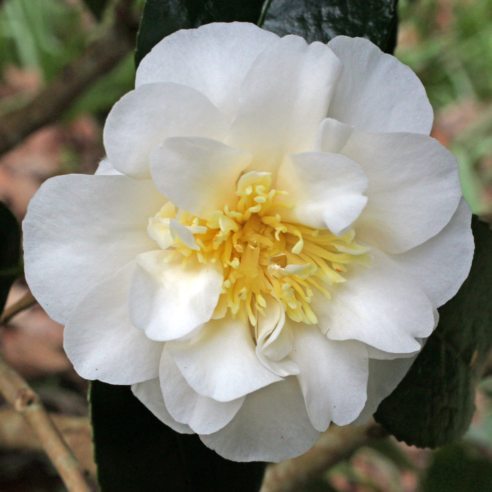 Camellia japonica 'Lulu Belle'