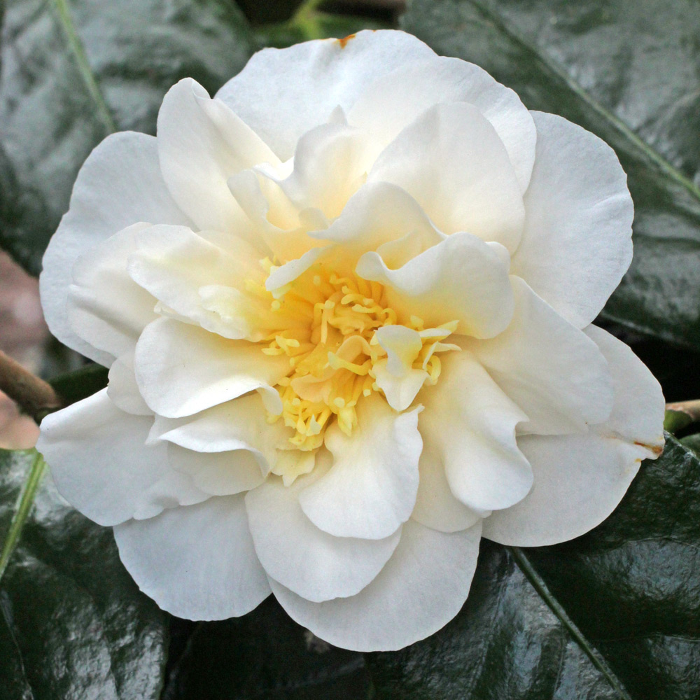 Camellia japonica 'Lulu Belle'