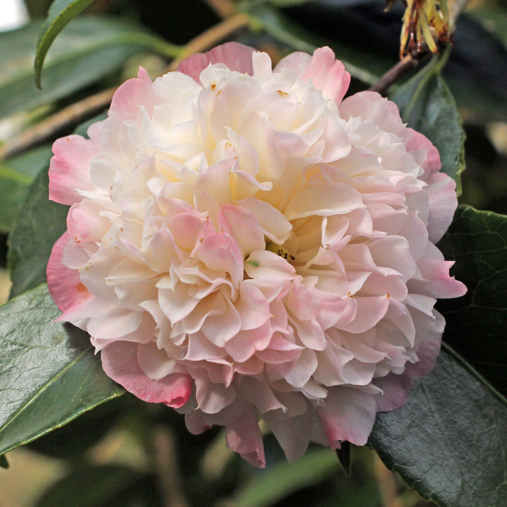 Camellia japonica 'Mabel Blackwell'