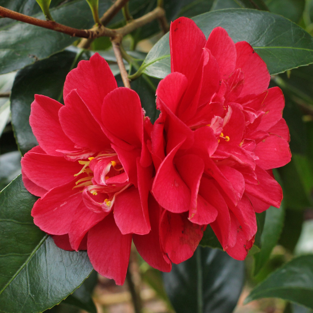 Camellia japonica 'Marian Mitchell'