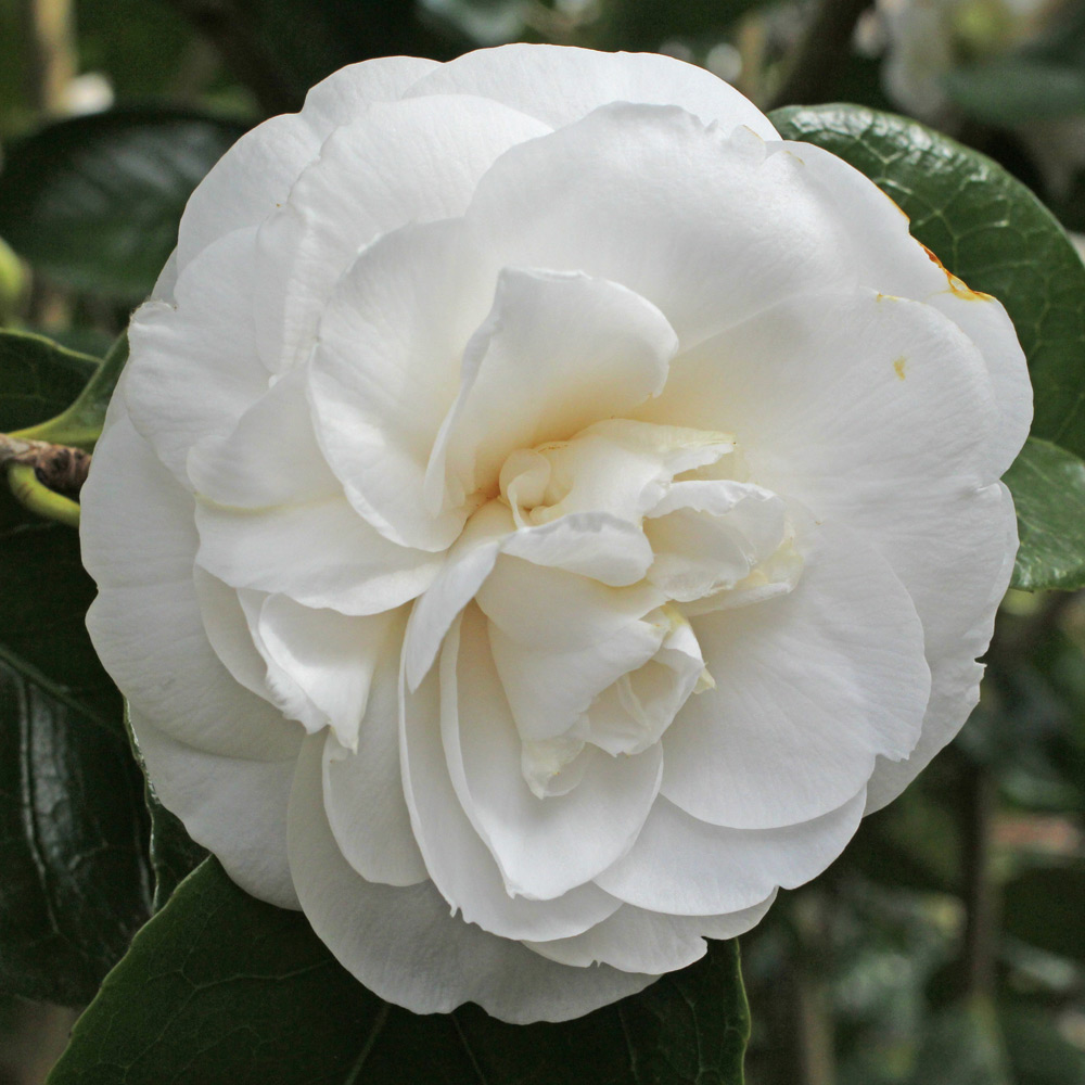 Camellia japonica 'Masterpiece'