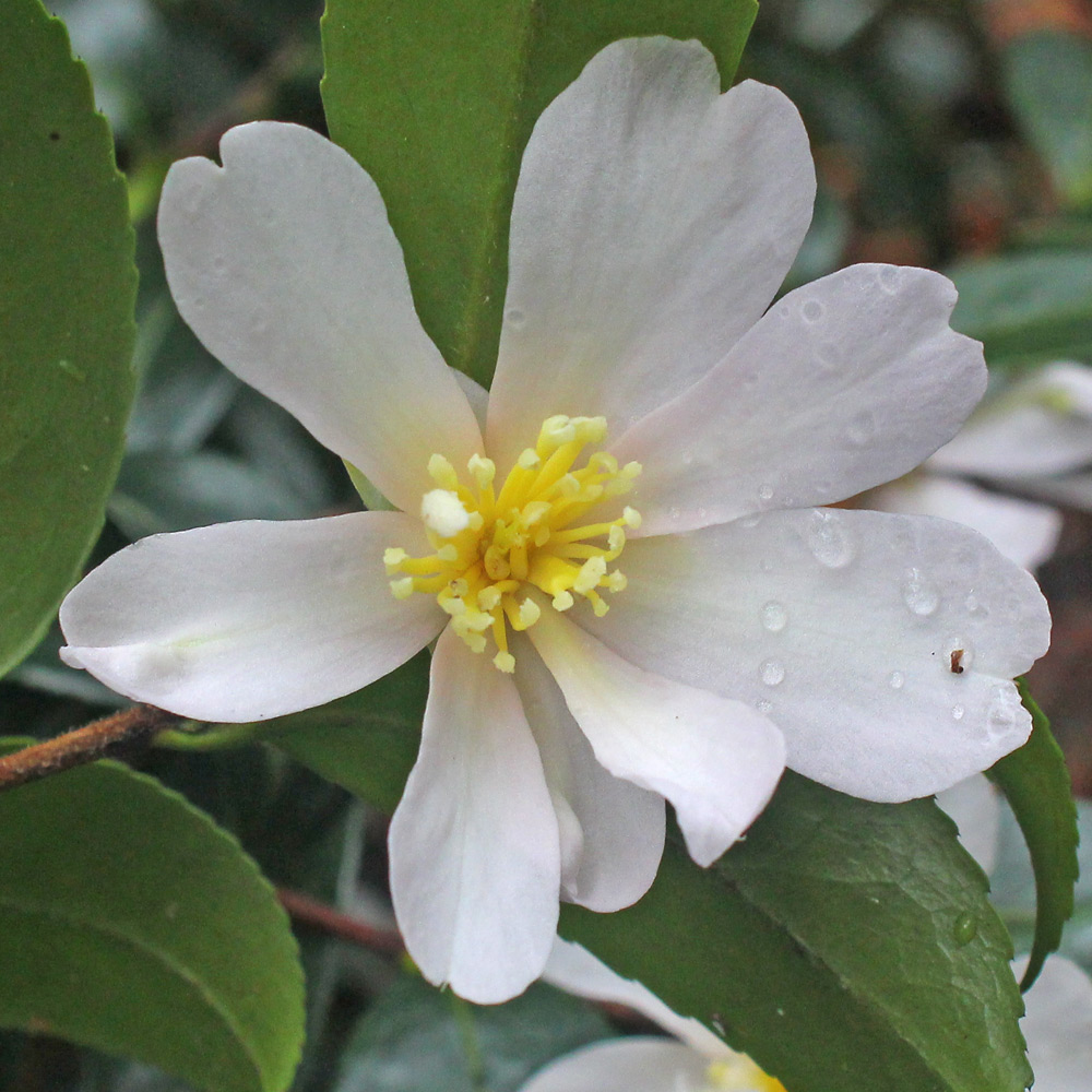 Camellia sasanqua 'Papaver'