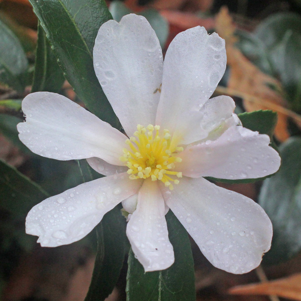 Camellia sasanqua 'Papaver'