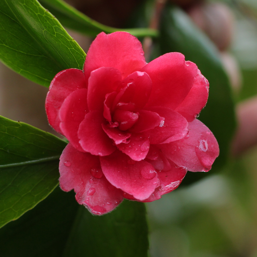 Camellia japonica 'Prince of Orange'