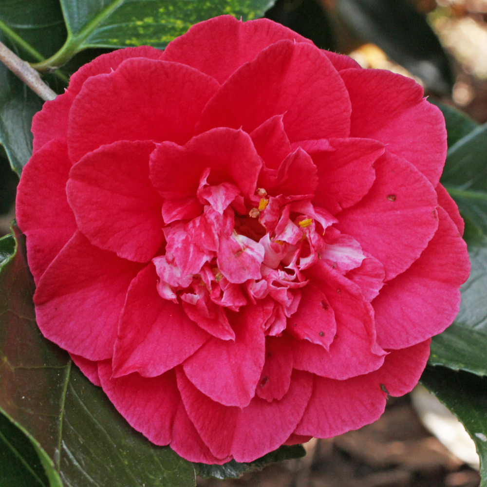 Camellia japonica 'R.L. Wheeler'