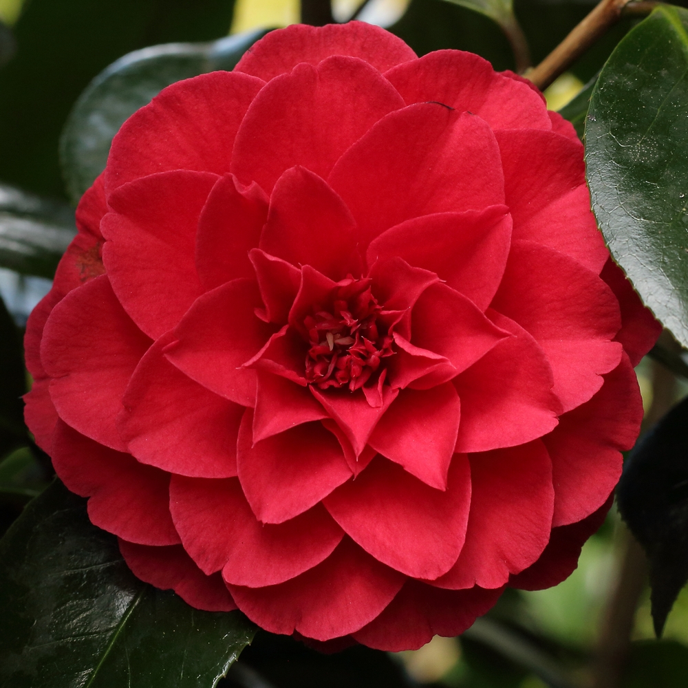 Camellia japonica 'Red Red Rose'