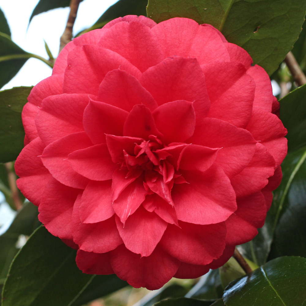 Camellia japonica 'Red Red Rose'