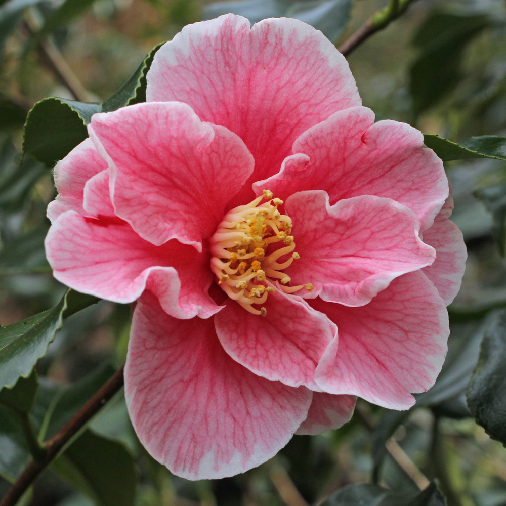 Camellia japonica 'Robert Strauss'