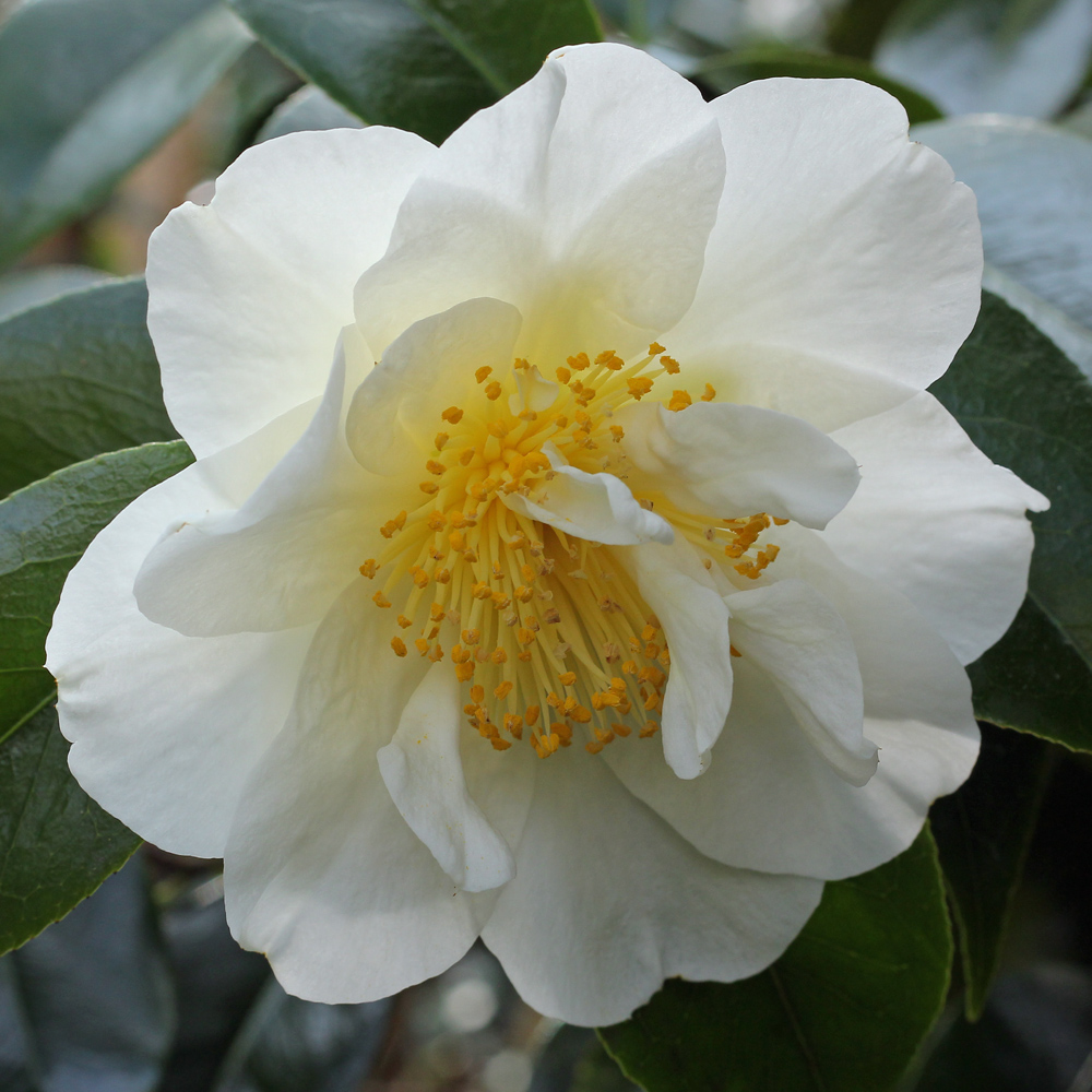 Camellia japonica 'Silver Triumph'