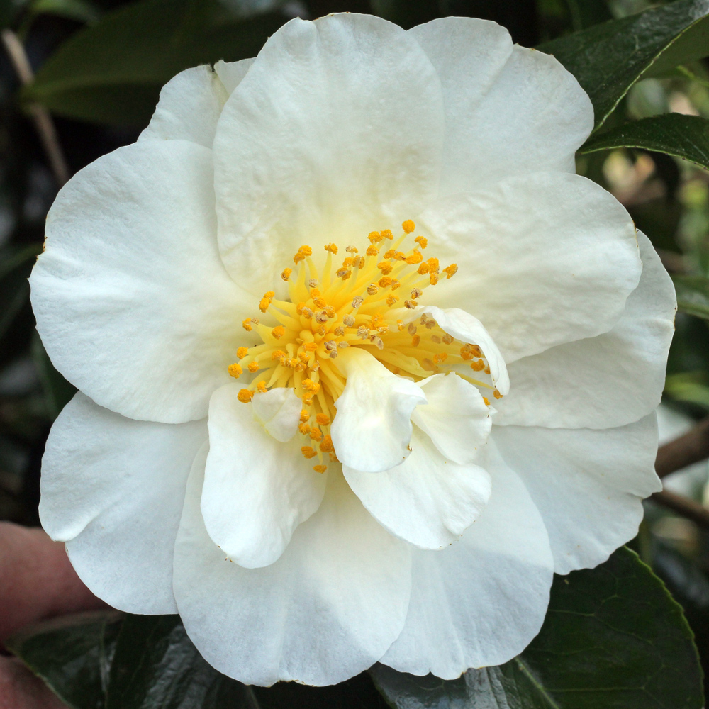 Camellia japonica 'Silver Triumph'
