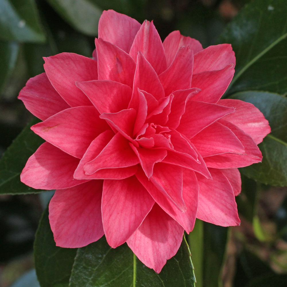 Camellia japonica 'Spring Formal'