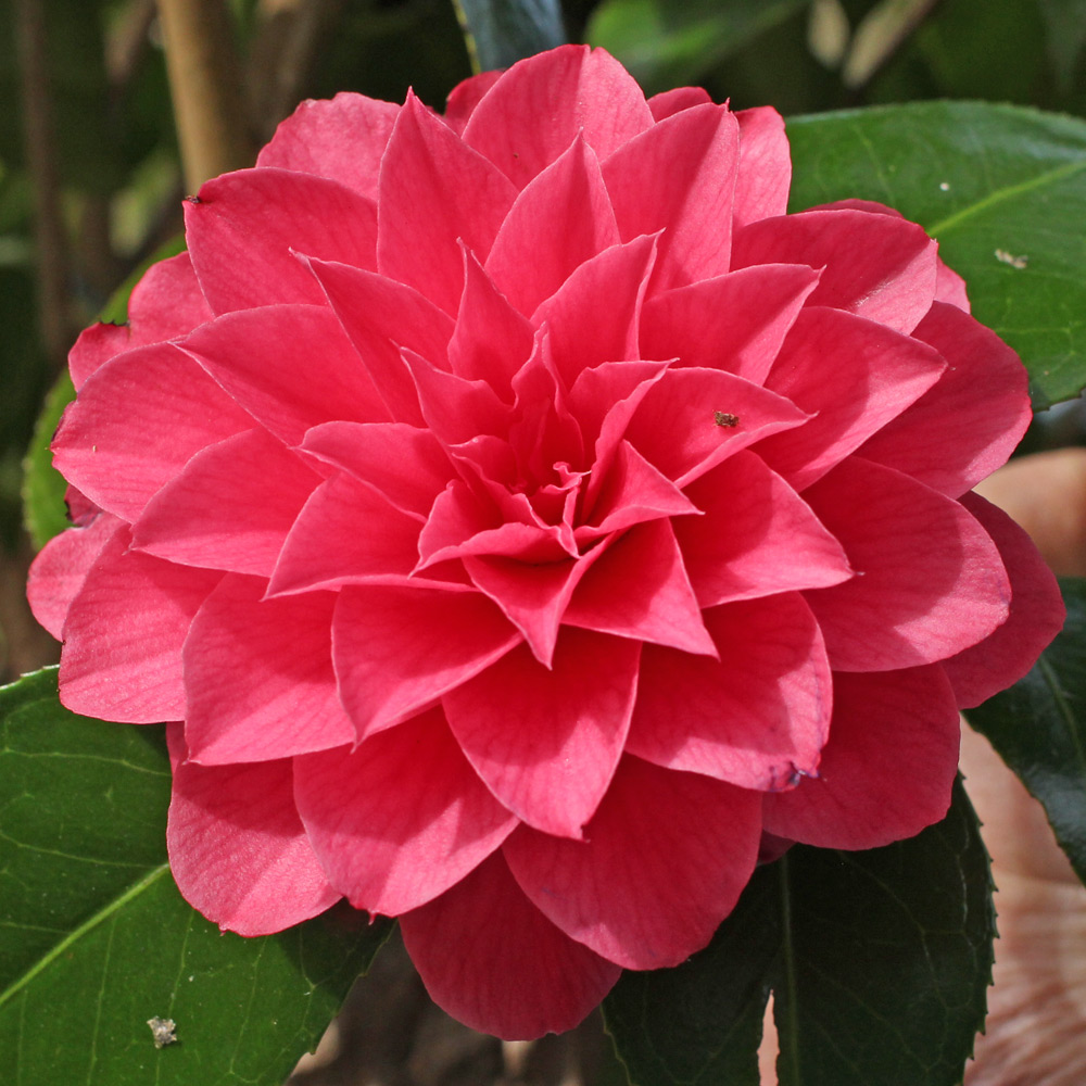 Camellia japonica 'Spring Formal'