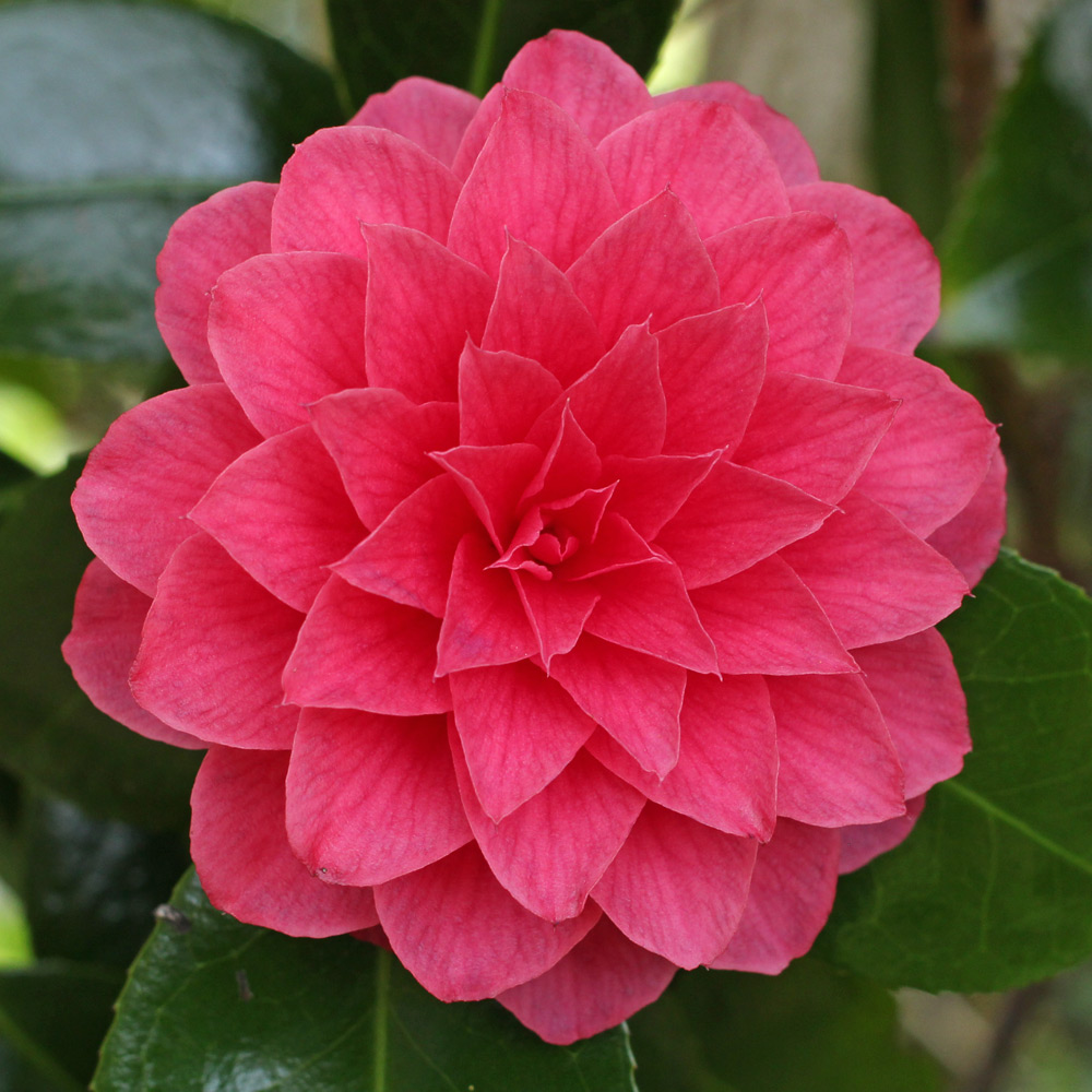 Camellia japonica 'Spring Formal'