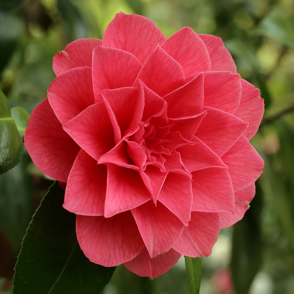 Camellia japonica 'Spring Formal'