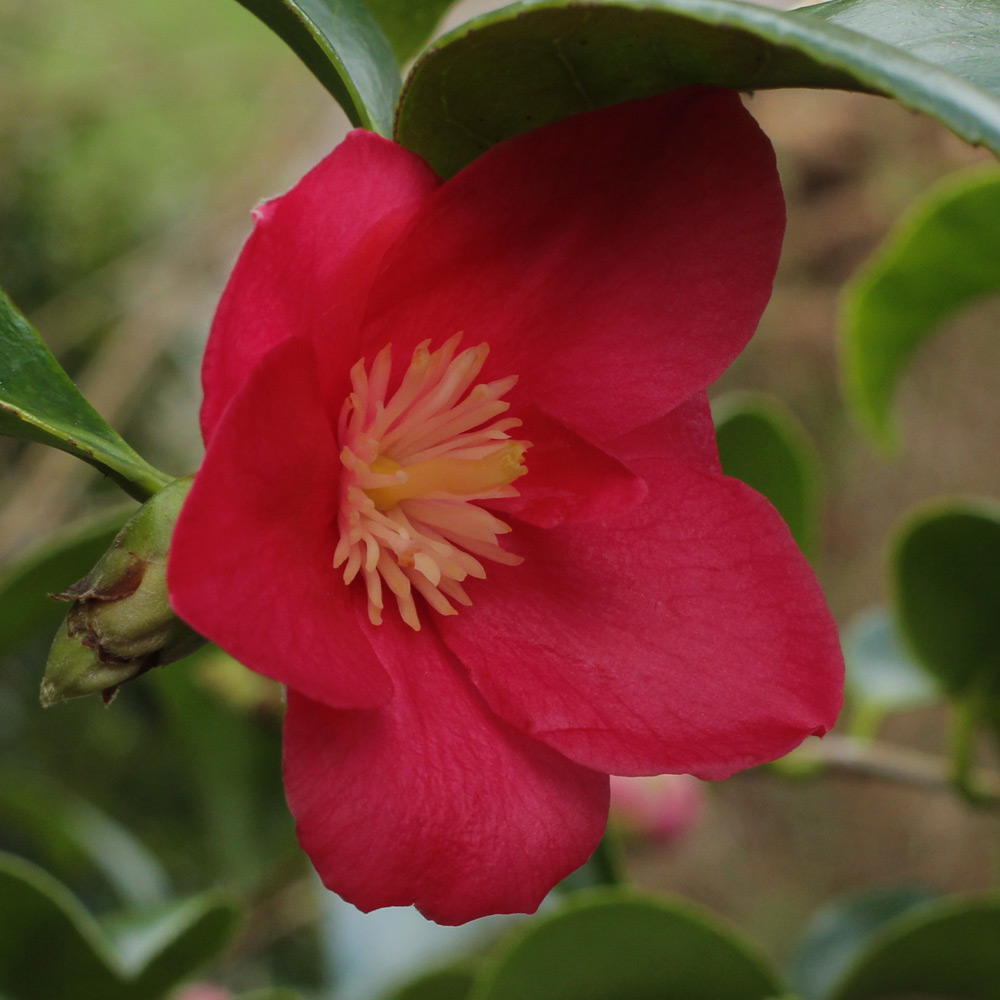 Camellia japonica 'Theo's Mini'