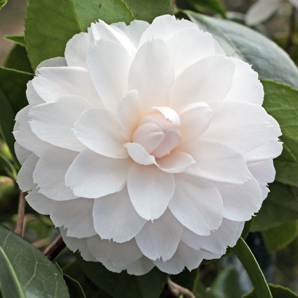 Camellia japonica 'Twilight'