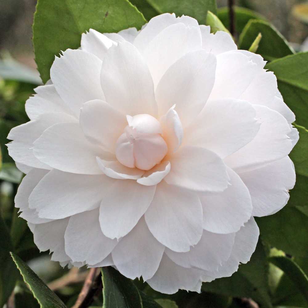 Camellia japonica 'Twilight'