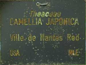 Camellia japonica 'Ville de Nantes Red'