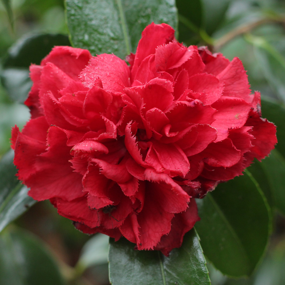 Camellia japonica 'Ville de Nantes Red'