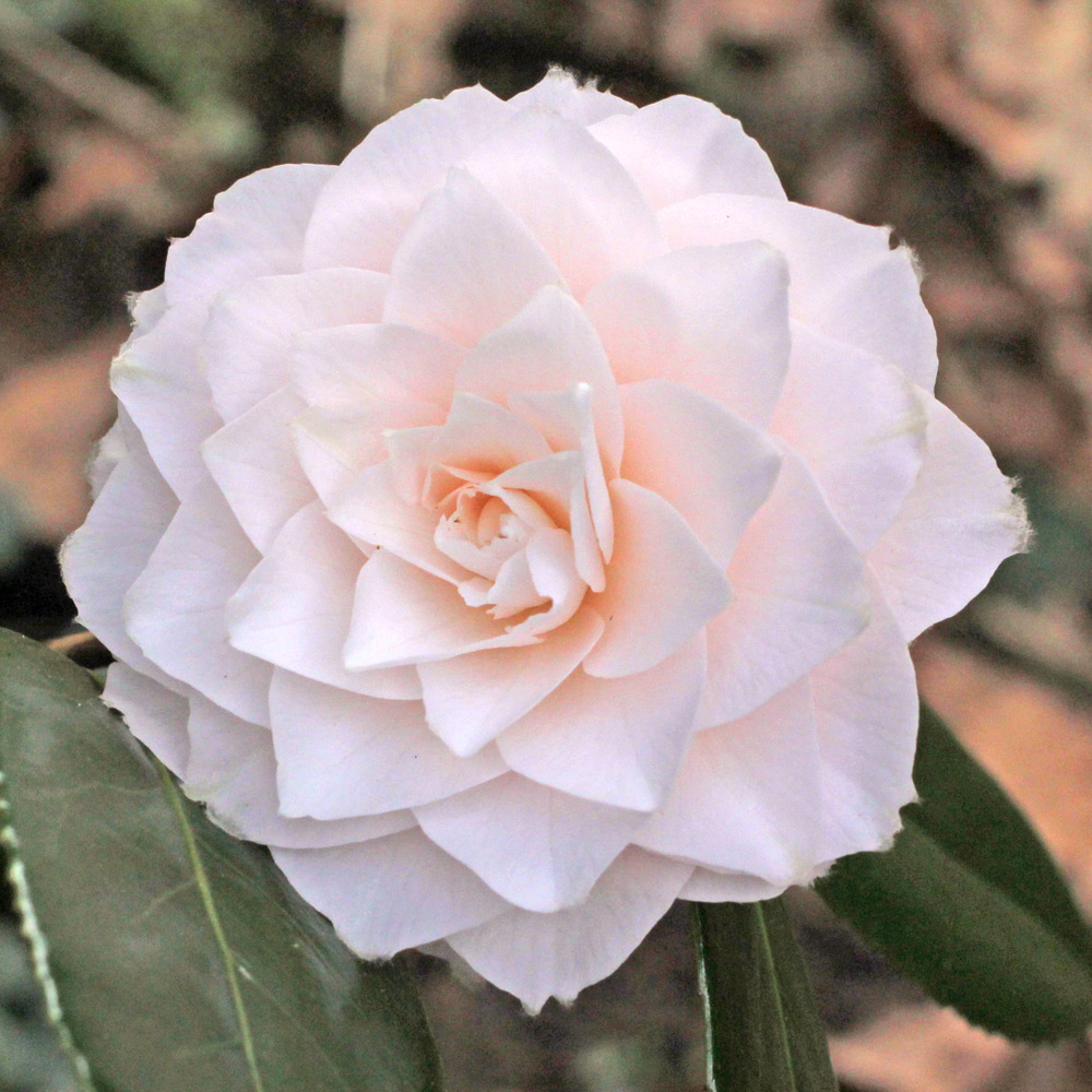 Camellia japonica 'Virgin's Blush'