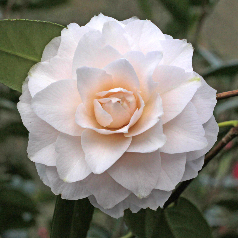 Camellia japonica 'Virgin's Blush'