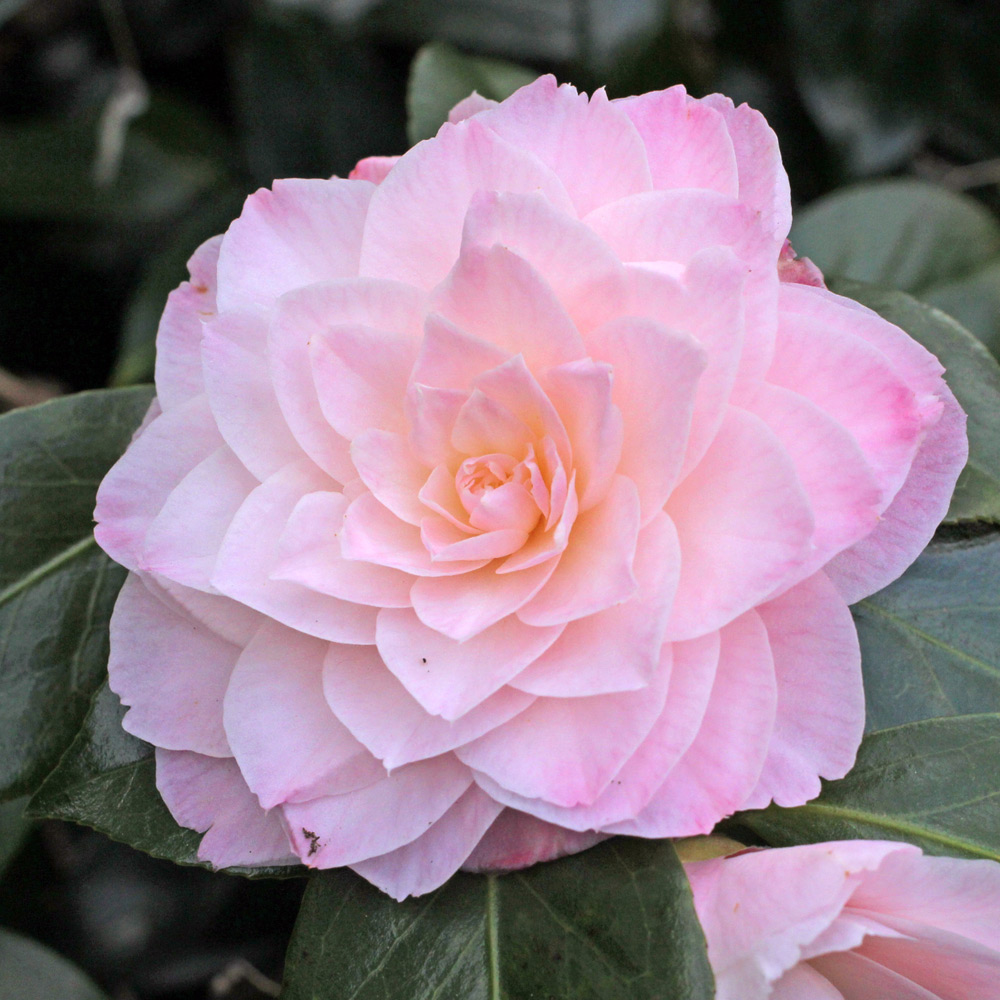 Camellia hybrid 'Dorothy James'
